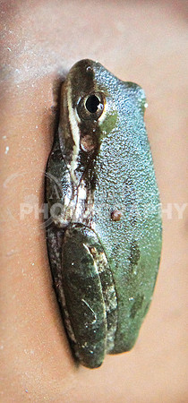 nwdp_treefrog_2