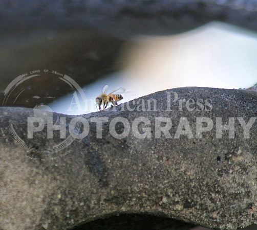 nwdp0531_Bee_at_birdbath