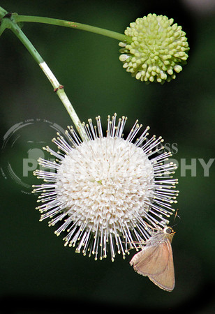 Moth on buttonbush