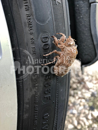 nwdp0804_cicada2