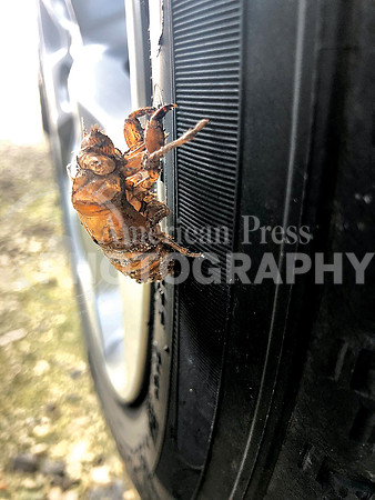 nwdp0804_cicada