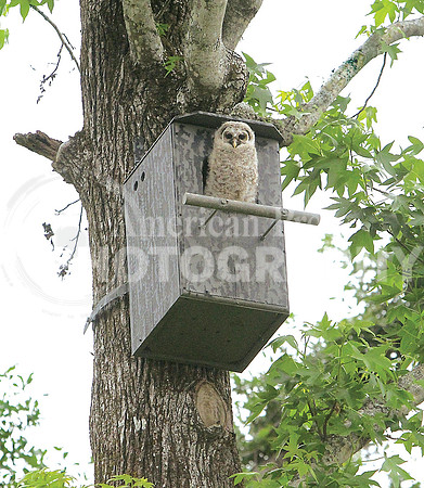 nwdp0419_baby_owl_2