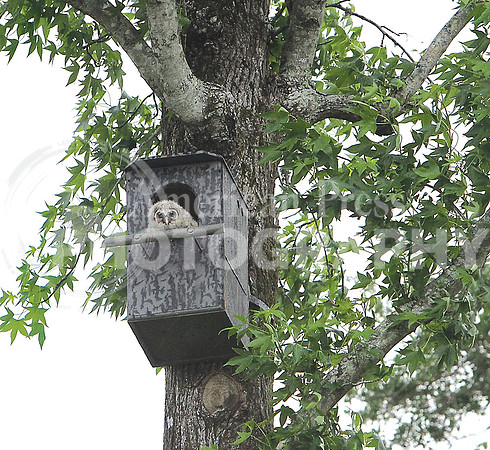 nwdp0419_baby_owl_1