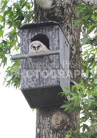 nwdp0419_baby_owl_3