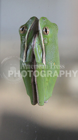 nwdp0710_tree frog reflection