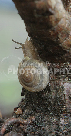 nwdp0808_snail
