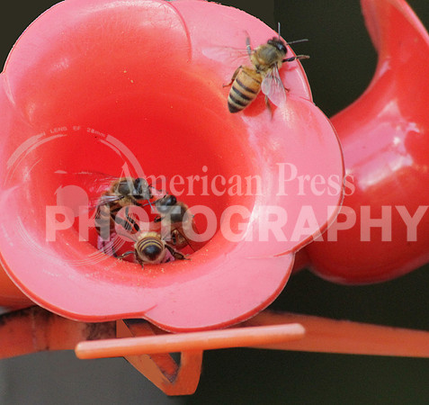 nwdp1127_four bees