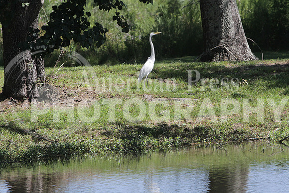 nwdp0928.egret