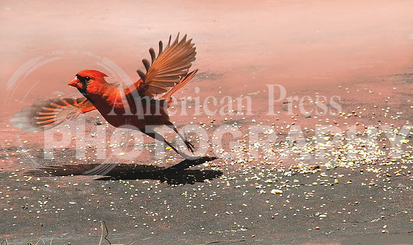 Cardinal taking off