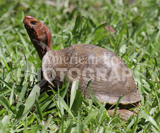 nwdp0422_turtle