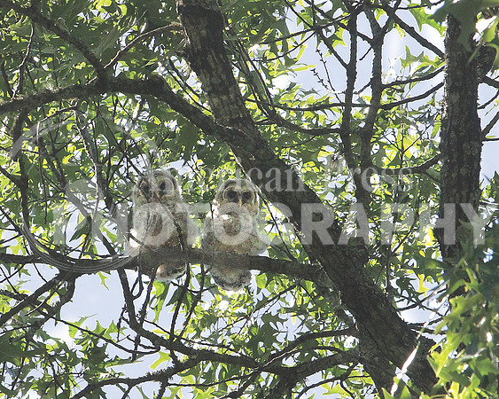 baby owls 2