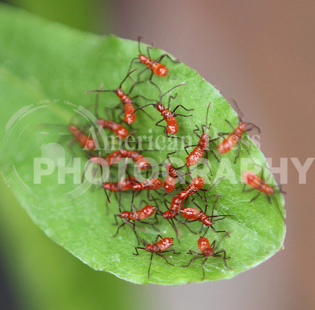 nwdp0430_baby stink bugs