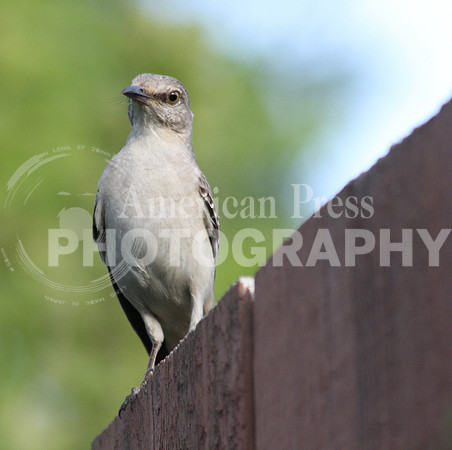 nwdp0620_mockingbird parent