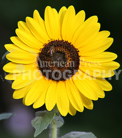 bee on sunflower_1