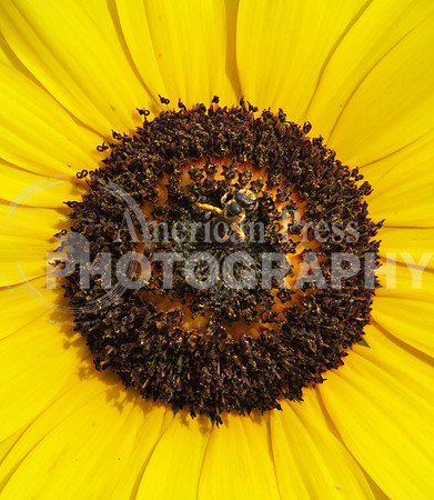 bee on sunflower_2