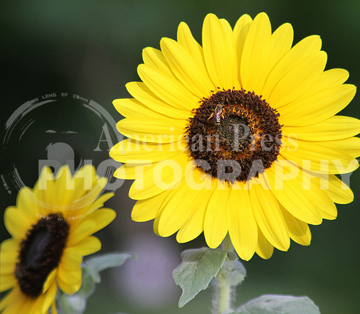 bee on sunflower_3
