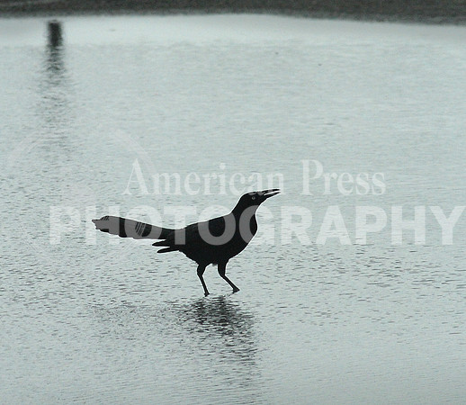 Singing in the rain_TONED