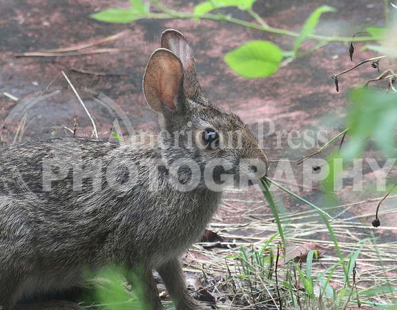 nwdp_rabbit_1