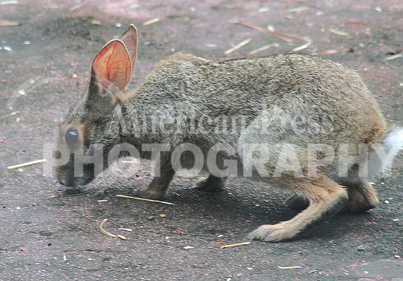 nwdp_rabbit_2