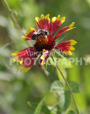nwdp0427.bee on flower2