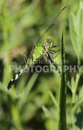 nwdp0427.dragonfly