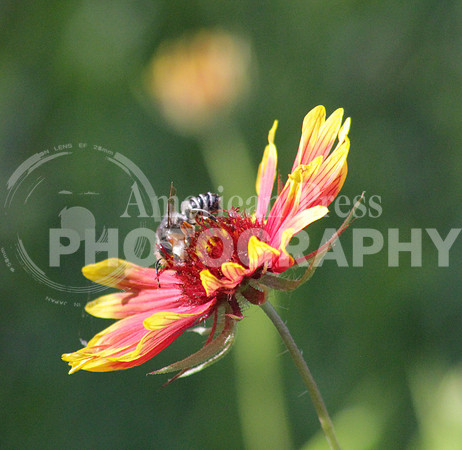 nwdp0427.bee on flower