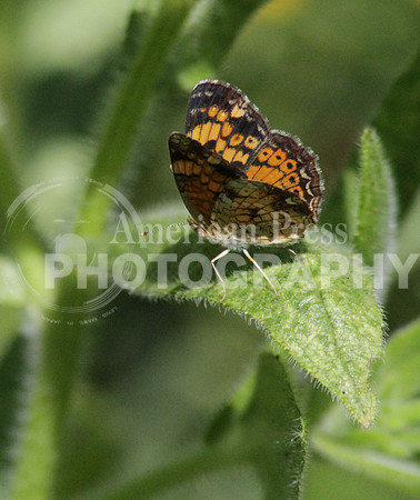 nwdp0427.butterfly