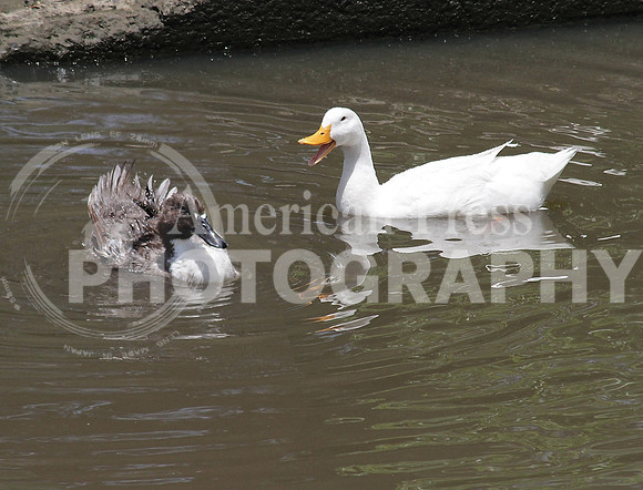 nwdp0521_two ducks