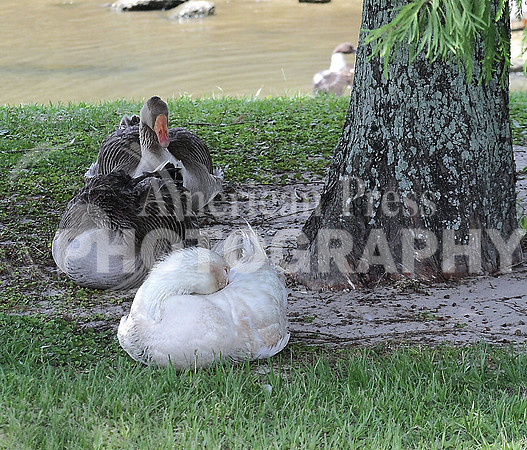 nwdpo521-quiet ducks