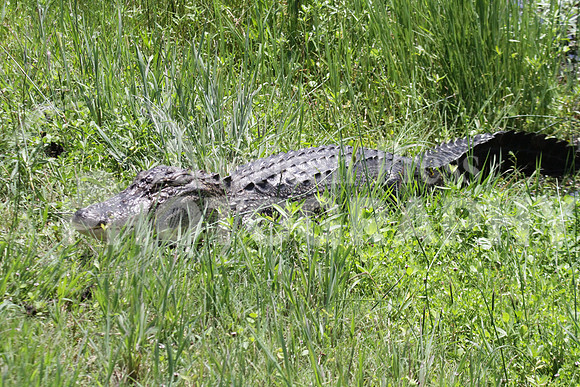 nwdp0804_Cameron_gator