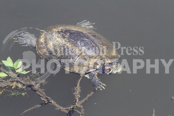 nwdp0804_Cameron_turtle