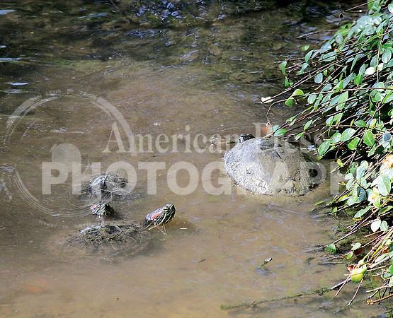 nwdp0706_trio of turtles