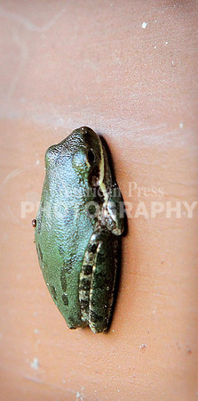 nwdp_treefrog_1