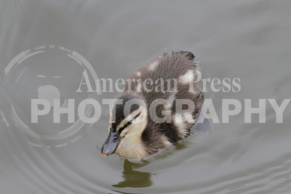 nwdp0824_baby_duck.1