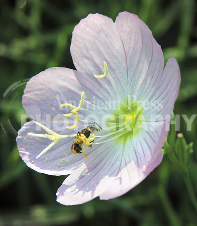 nwdp0602_Bee_in_poppy.1.toned