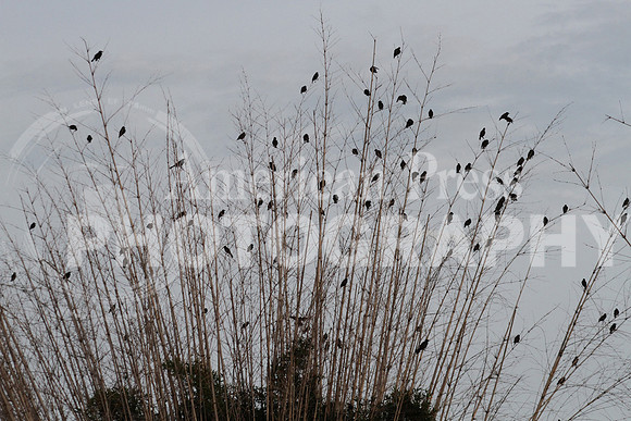 nwdp0707_black_birds.2