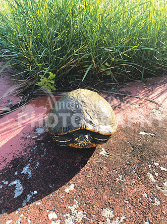 nwdp0630.muddy_turtle