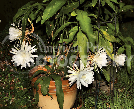 Cereus cactus_3