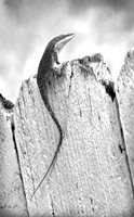 nwdp0610_lizard.TONED B&W