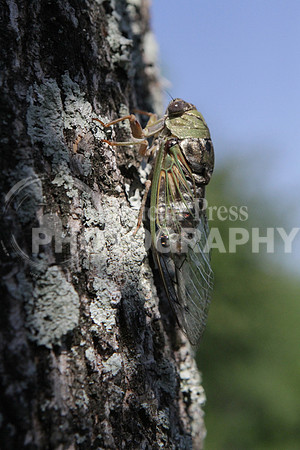 nwdp0530_cicada