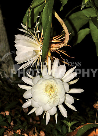 Cereus cactus_2