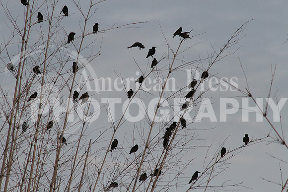 nwdp0707_black_birds.3jpg