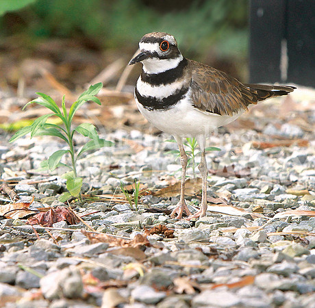 nwdp0604.Killdeer_female_standing2