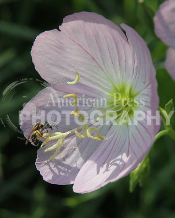 nwdp0602_Bee_in_poppy.2