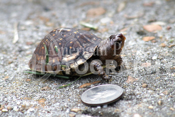 nwdp0805-Baby_turtle.1