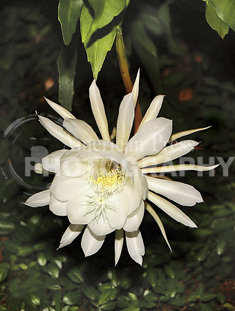Cereus cactus_1