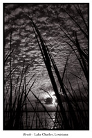 reeds