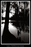 cypress