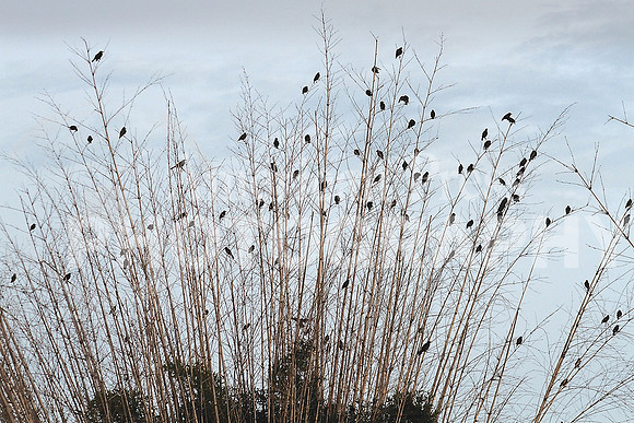 nwdp0707_black_birds.2.toned