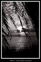willows